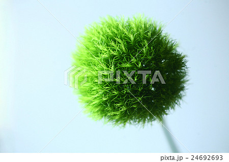 テマリソウの花 テマリソウの花 24692693