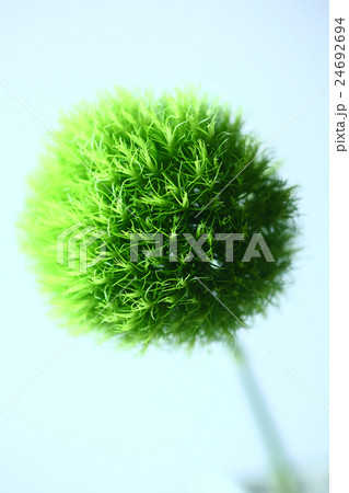 テマリソウの花 24692694