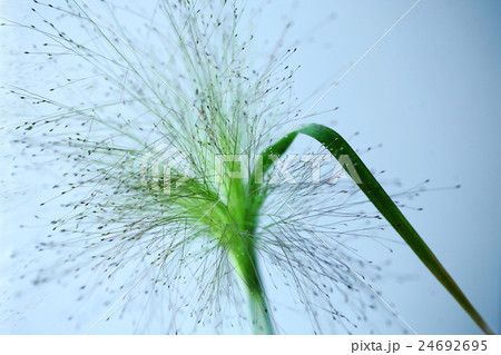 スモークグラスの花 スモークグラスの花 24692695