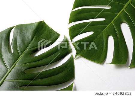 モンステラ モンステラ 24692812