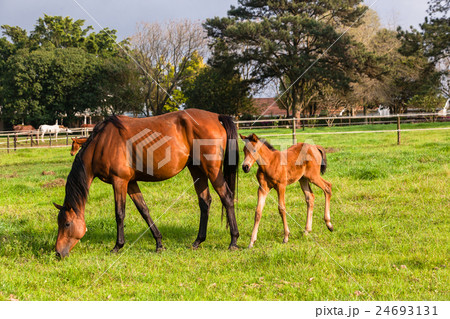 Horse Foal Stud Farm Horse Foal Stud Farm 24693131