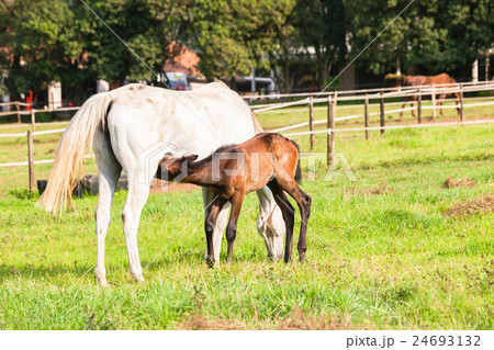 Horses Foal Stud Farm 24693132