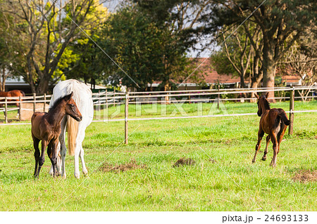 Horse Foals Stud Farm 24693133