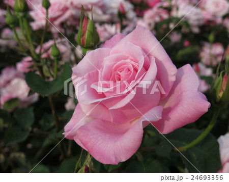 桃香（バラ） 24693356