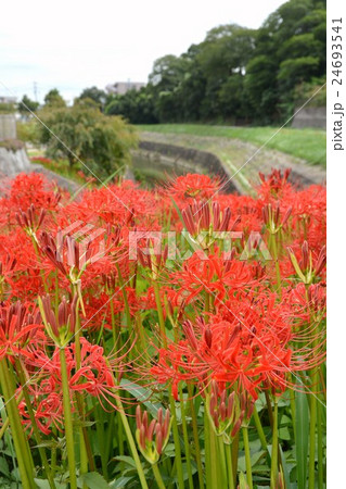 矢勝川沿いの彼岸花 24693541