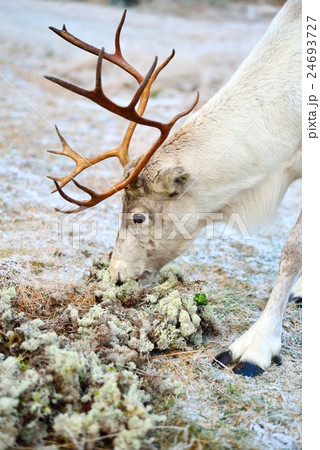 Reindeer eating moss 24693727
