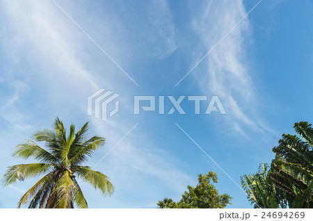 palm tree with clouds and blue sky palm tree with clouds and blue sky 24694269