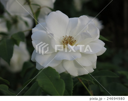 アイスバーグ（バラ） 24694980