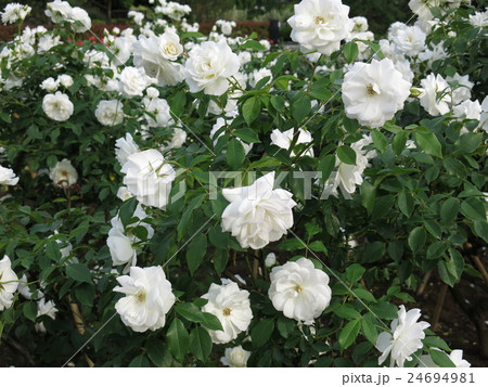 アイスバーグ(バラ) アイスバーグ(バラ) 24694981