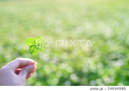 キラキラ光る草原で見つけた幸運の四つ葉のクローバー　朝イメージ　 24694986