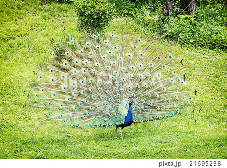 Indian peafowl - Pavo cristatus - male displaying Indian peafowl - Pavo cristatus - male displaying 24695238