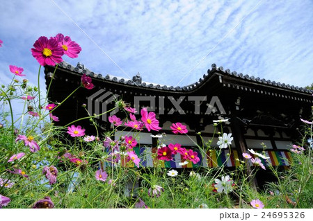 般若寺のコスモス 24695326