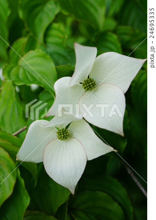 白花のヤマボウシ 24695335