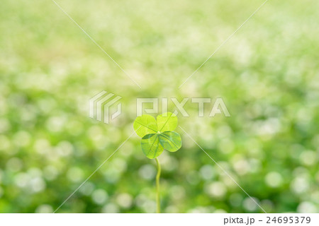 キラキラ光る草原に生える幸運の四つ葉のクローバー キラキラ光る草原に生える幸運の四つ葉のクローバー 24695379