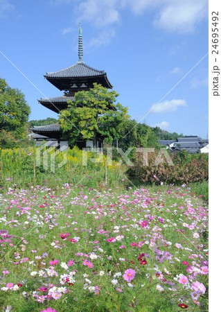 法起寺のコスモス 24695492