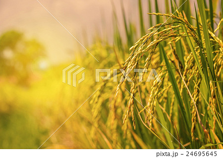 rice field rice field 24695645