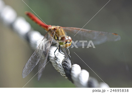 トンボ トンボ 24695838