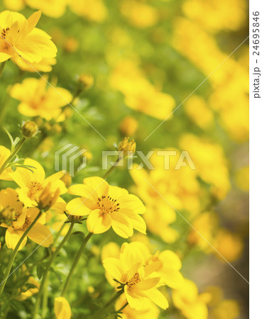 Field of Dahlberg daisy in the garden 24695846
