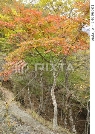 後沢乗越の紅葉 24696031
