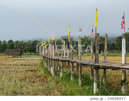 Old Bamboo bridge pass rice field  24696057