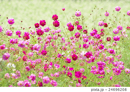 コスモス コスモス 24696208
