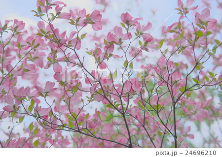 ハナミズキ ハナミズキ 24696210