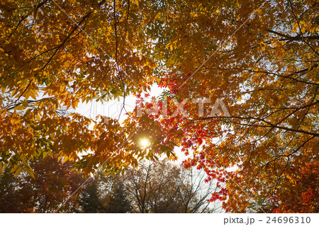 紅葉 24696310