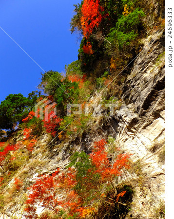 【千葉県】白岩の紅葉 24696333