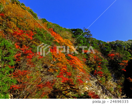 【千葉県】白岩の紅葉 24696335