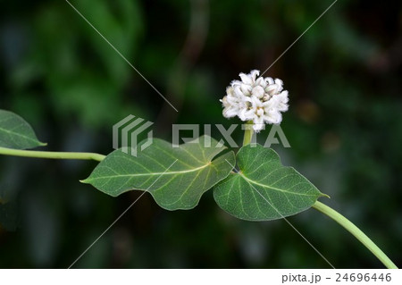 ガガイモ 24696446