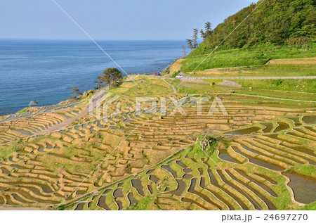 千枚田（石川県輪島）近景 24697270