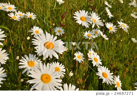 マーガレット マーガレット 24697271