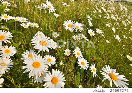 マーガレット マーガレット 24697272