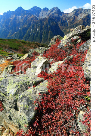 北アルプス・蝶ヶ岳稜線のクロマメノキの紅葉と穂高連峰 24697405