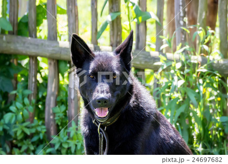 Portrait of a black dog Portrait of a black dog 24697682