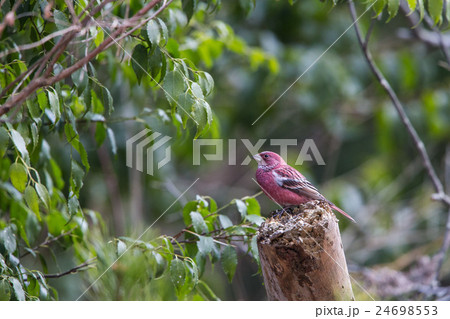 冬の赤い鳥 24698553