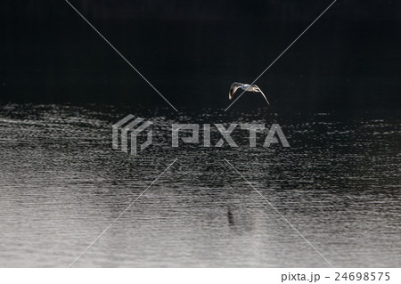 カモメ 24698575