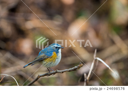 青い鳥 青い鳥 24698576