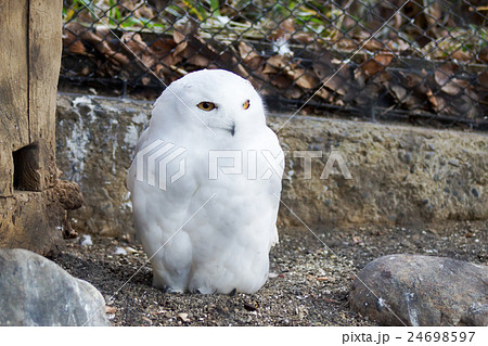 東京都多摩動物公園　フクロウ 24698597
