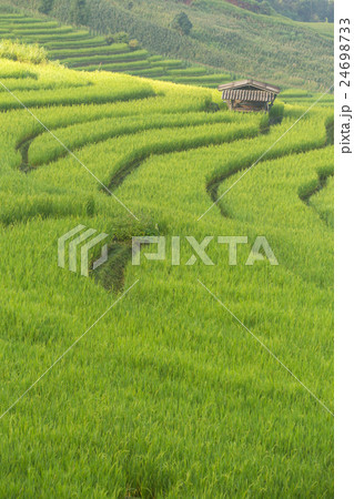 Terraced Rice fields Terraced Rice fields 24698733