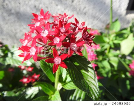 サンタンカはとてもカラフルで、南国的な雰囲気をもつ花である。 24698936