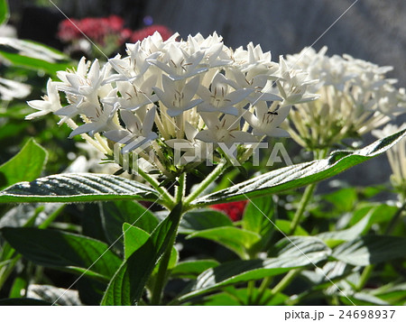 サンタンカはとてもカラフルで、南国的な雰囲気をもつ花である。 24698937
