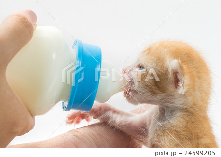 Feeding the Kitten on white background 24699205