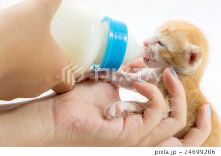 Feeding the Kitten on white background Feeding the Kitten on white background 24699206