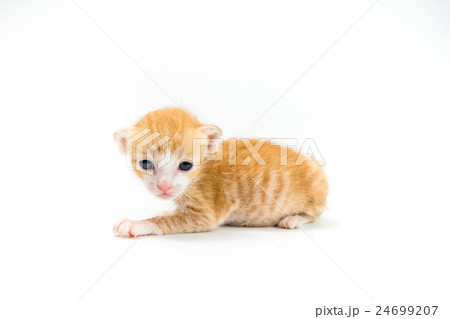 Kitten 2 weeks old on white background 24699207