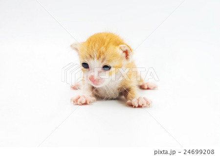 Kitten 2 weeks old on white background Kitten 2 weeks old on white background 24699208