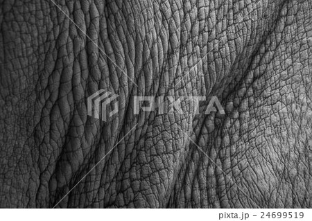 Rhino (white rhinoceros) skin texture. 24699519