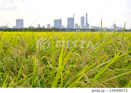 都市化と農業 稲穂と高層ビル 薄曇り 都市化と農業 稲穂と高層ビル 薄曇り 24699672