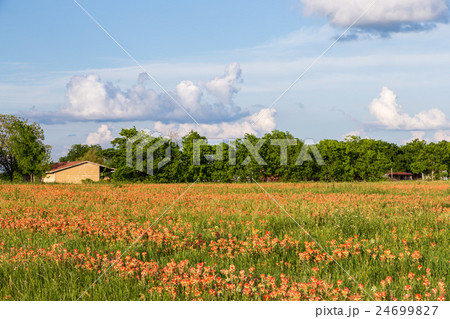 Wildflower - Indian paintbrush field and farmland. Wildflower - Indian paintbrush field and farmland. 24699827
