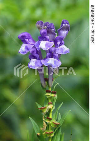 Healing Scutellaria Baicalensis 24699989